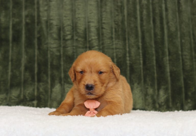 4351aaa-Taine the golden retreiver-The puppy lodge