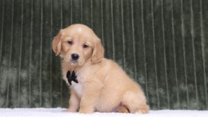 4352aaa tajo the golden retreiver-the puppy lodge