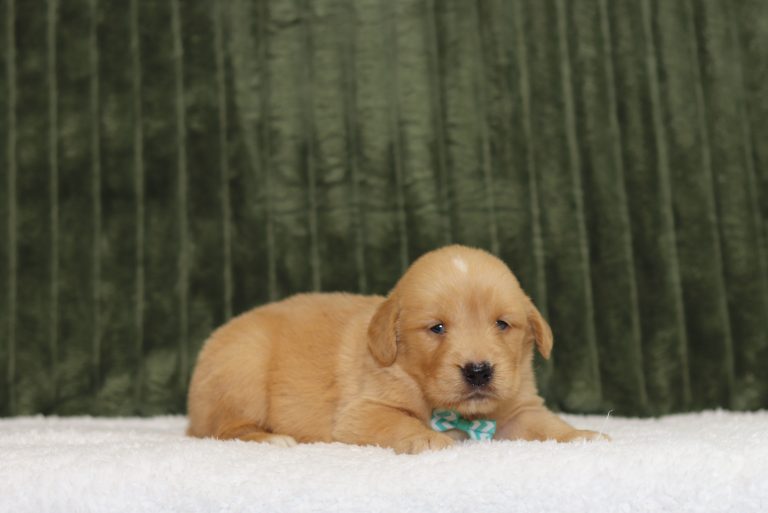 4352aa-Tajo the golden retriever-the puppy lodge