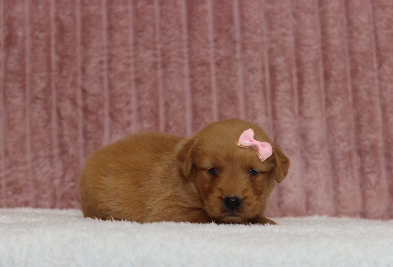 4353aaaTisha the golden retriever-the puppy lodge