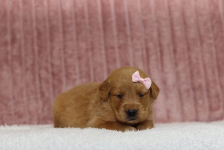 4354aThistle the golden retriever-the puppy lodge