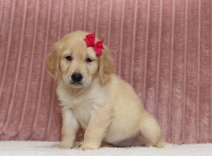 4355aaa trixie the golden retreiver-the puppy lodge