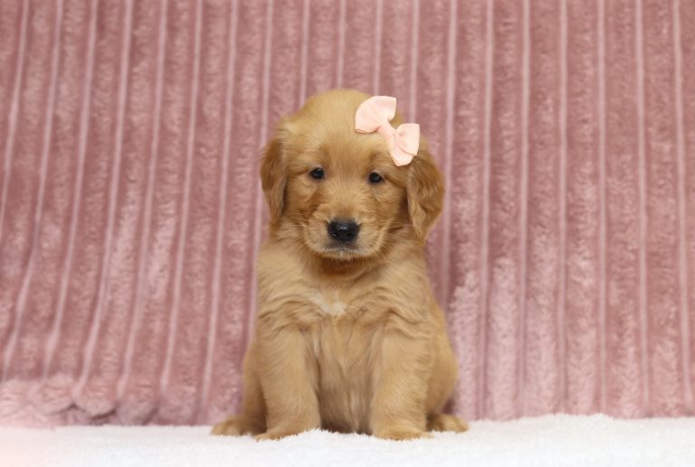 4356a tina the golden retreiver-the puppy lodge