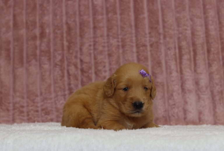 4356aaTina the golden retriever-the puppy lodge