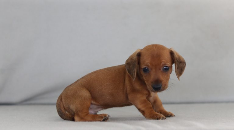 4648aaa elmer the mini dachshund-the puppy lodge