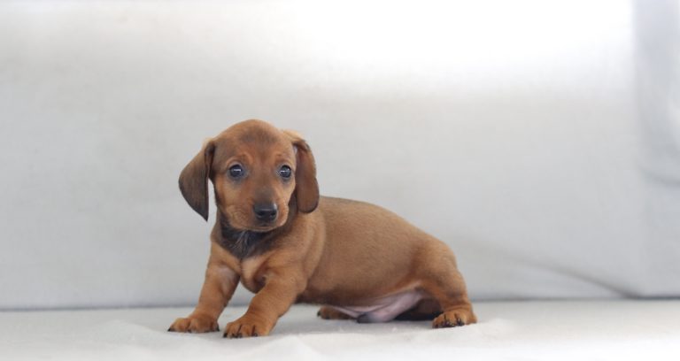 4651a Elron the dachshund-the puppy lodge