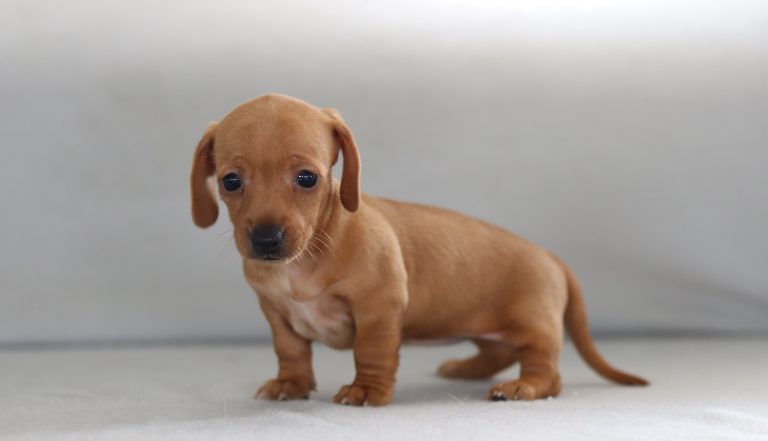 4658aEmmy the dachshund-the puppy lodge