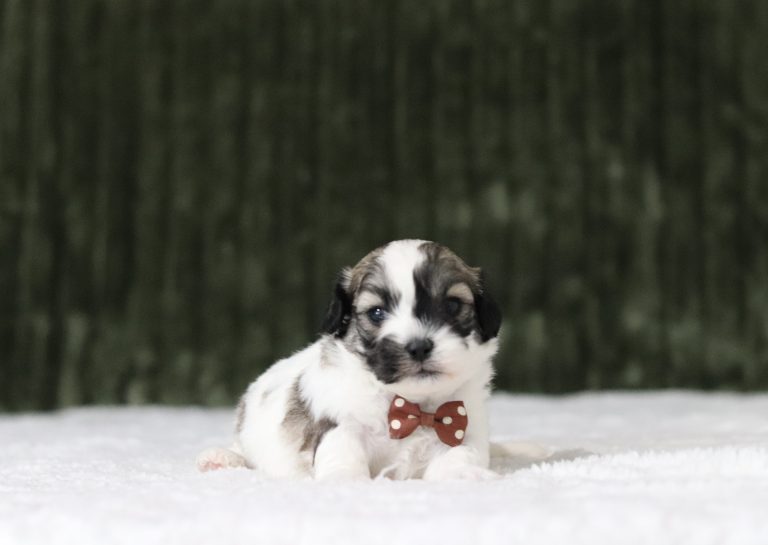 6110aa-Nevin the teddy bear-the puppy lodge