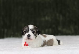 6111aaaNick the teddy bear-the puppy lodge