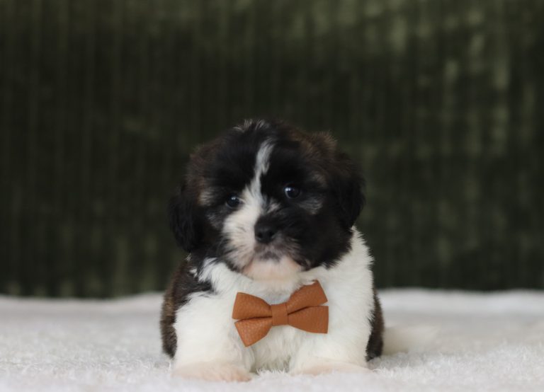 6112aaa Newman the teddy bear-the puppy lodge