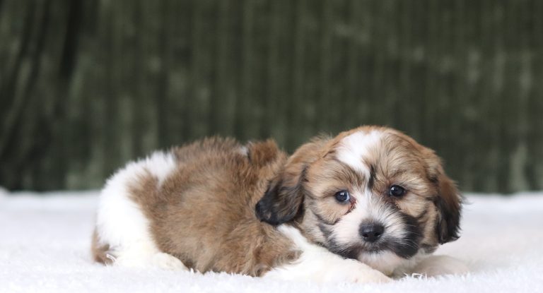 6113aaa nike the teddy bear-the puppy lodge