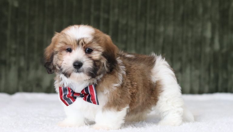 6113aaa nike the teddy bear-the puppy lodge
