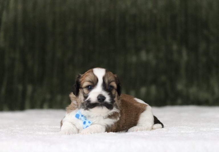 6113aaaNike the Teddy Bear-the puppy lodge