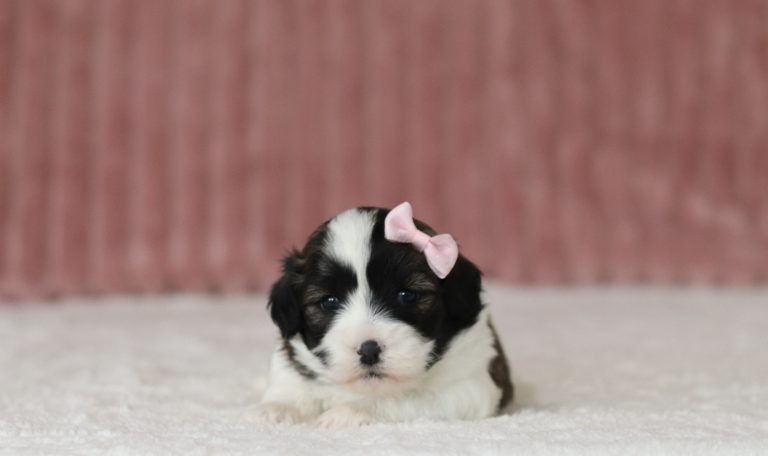 6114aaNaomi the teddy bear-the puppy lodge