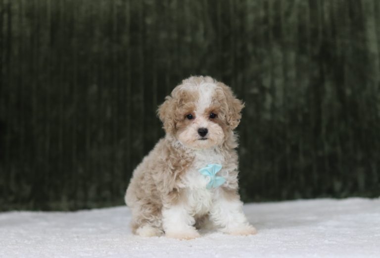 6149aaa rocket the mini poodle-the puppy lodge
