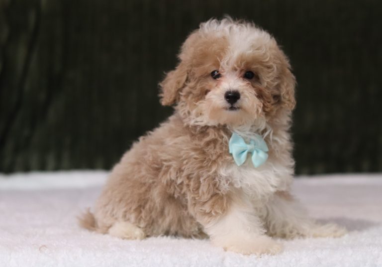 6149aaa rocket the mini poodle-the puppy lodge