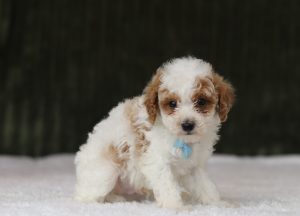 6211aaa Elliot the mini poodle-the puppy lodge