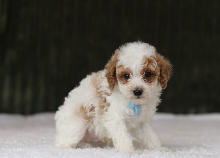 6211aaa Elliot the mini poodle-the puppy lodge