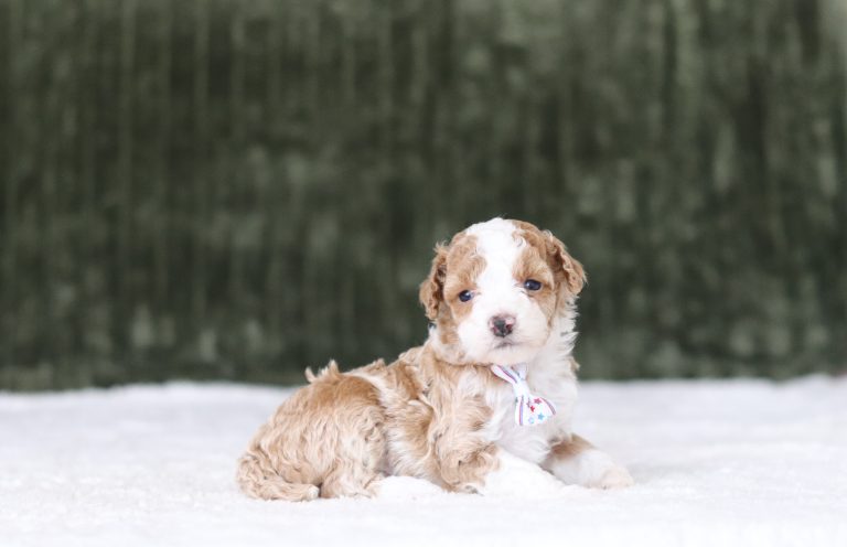 6212aaaElias the mini poodle-the puppy lodge