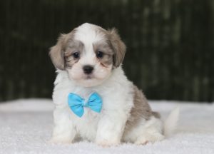 6217aa-Landon the teddy bear-the puppy lodge