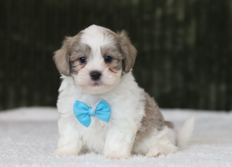 6217aa-Landon the teddy bear-the puppy lodge