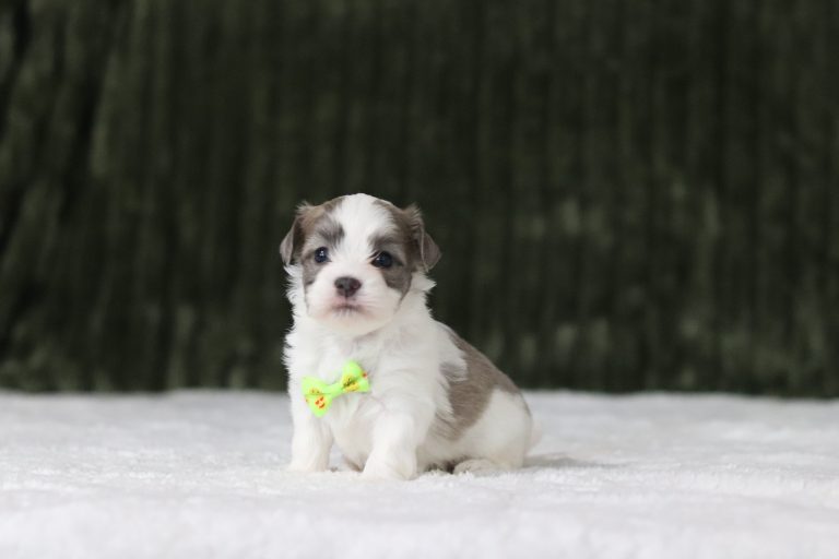 6217aaa-Landon the teddy bear-the puppy lodge