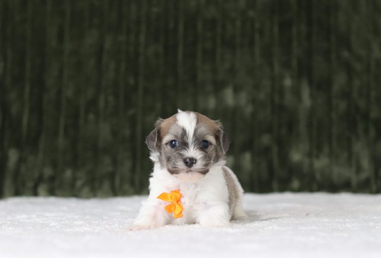 6218aLuca the teddy bear-the puppy lodge