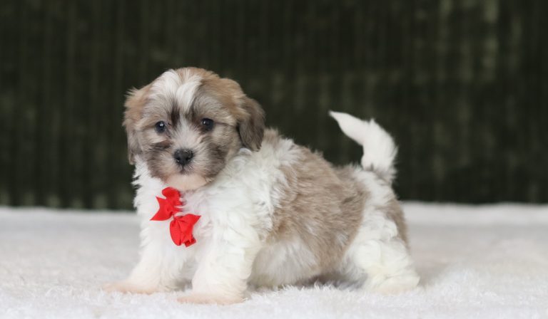 6218a-Luca the teddy bear-the puppy lodge