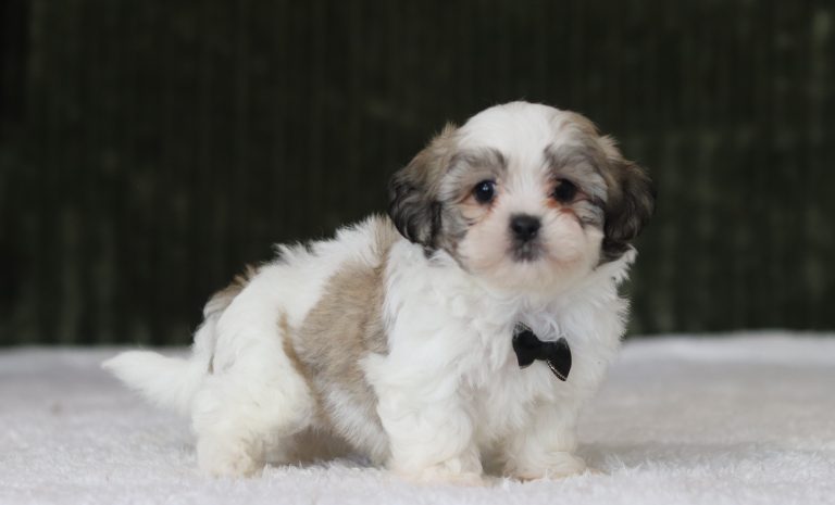 6219aaaLyle the teddy bear-the puppy lodge