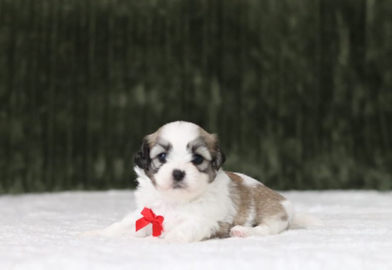6219aaa-Lyle the teddy bear-the puppy lodge