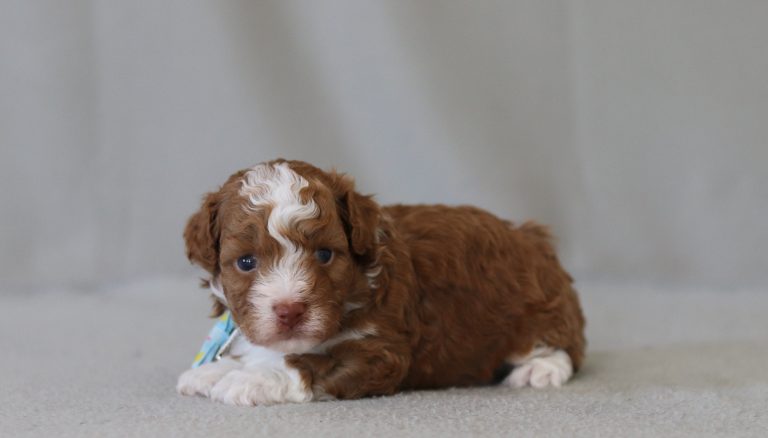6308aa ernie the mini poodle-the puppy lodge