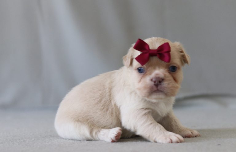 6315aaaAribelle the fluffy frenchie-the puppy lodge