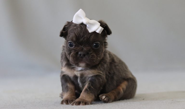 6318aaaAnnie the fluffy frenchie-the puppy lodge