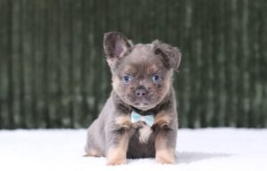 6360a-Karver the fluffy frenchie-the puppy lodge