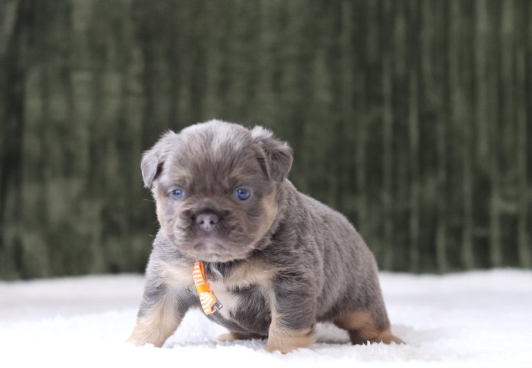 6360aa karver the fluffy frenchie-the puppy lodge