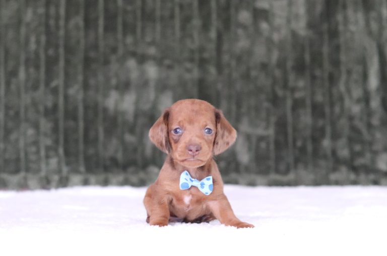 6373a garfeild the mini dachshund-the puppy lodge