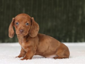 6373aaa Garfield the mi9ni dachshund-the puppy lodge