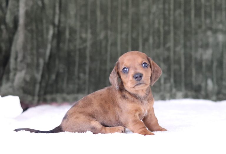 6374aaa Garth the mini dachshund-the puppy lodge
