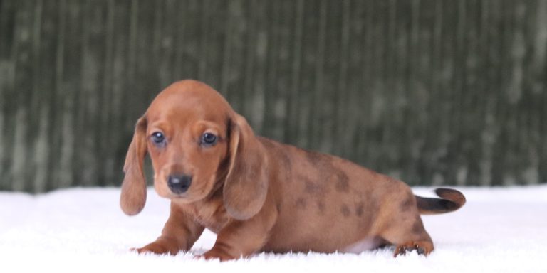 6374aaa- garth the mini dachshund-the puppy lodge