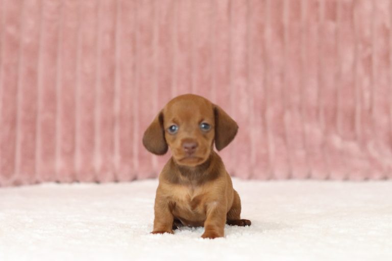 6377aaa gena the mini dachshund-the puppy lodge
