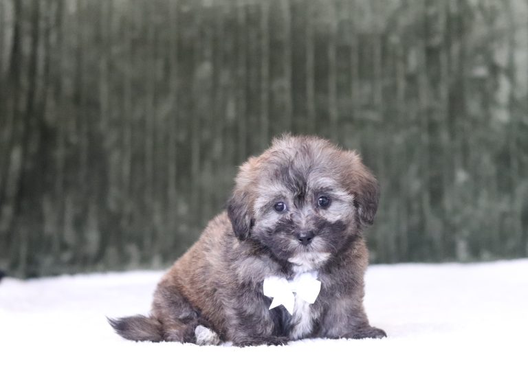 6567aaNolan the teddy bear-the puppy lodge