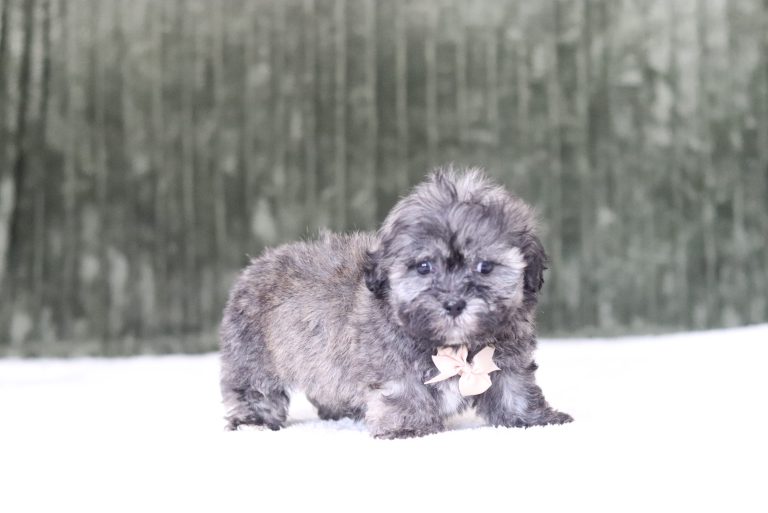 6568aaaNeon the teddy bear-the puppy lodge