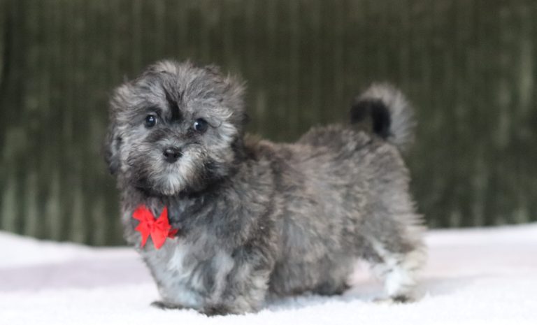 6568aaa. neon the teddy bear-the puppy lodge