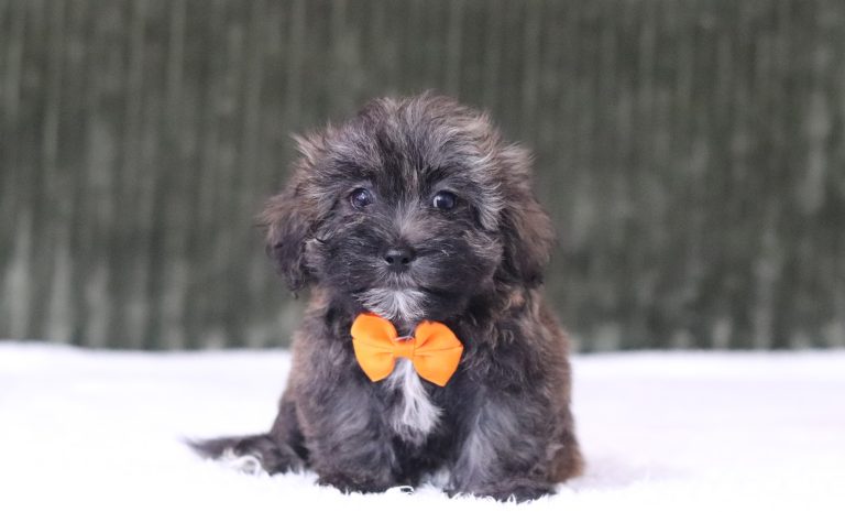 6569aa niclas the teddy bear-the puppy lodge