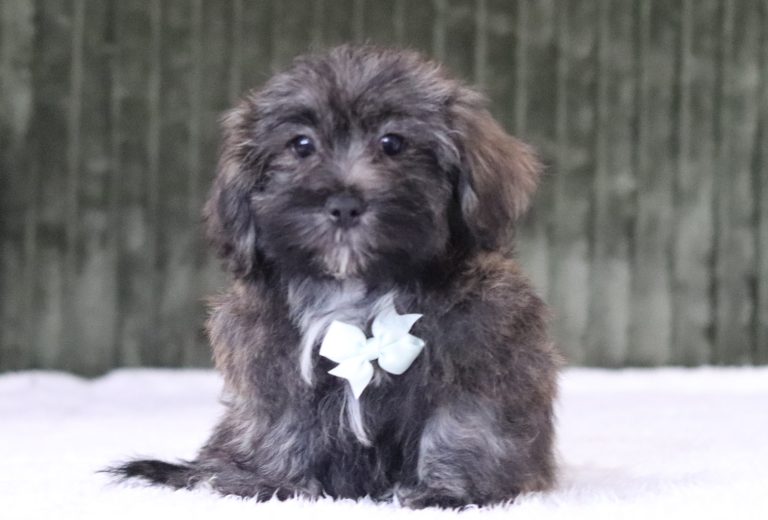6569aaa niclas the teddy bear-the puppy lodge
