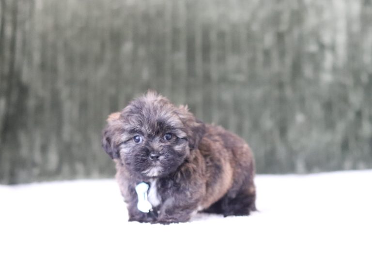 6569aaaNiclas the teddy bear-the puppy lodge