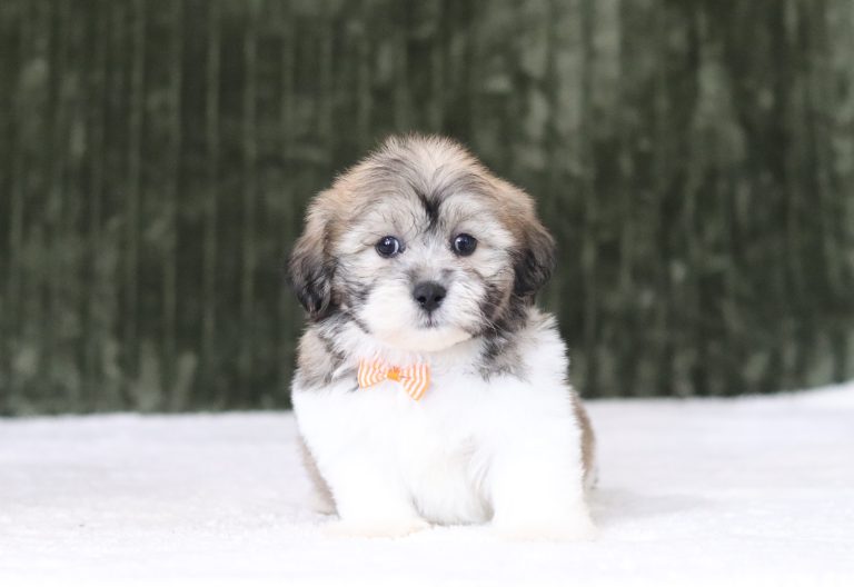 6571aaaNesquick the teddy bear-the puppy lodge
