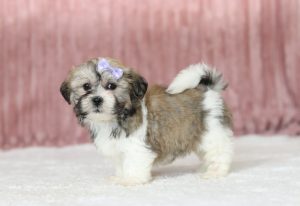 6572aaaNancy the teddy bear-the puppy lodge