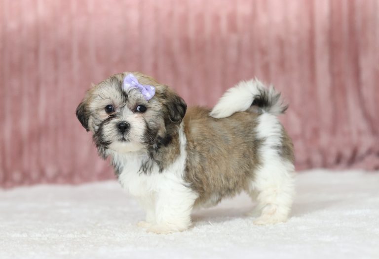 6572aaaNancy the teddy bear-the puppy lodge