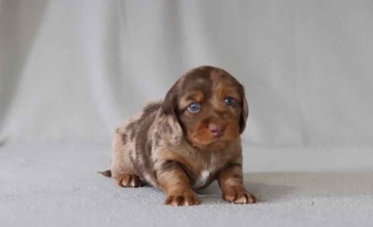 6575aGlendon the mini dachshund-the puppy lodge
